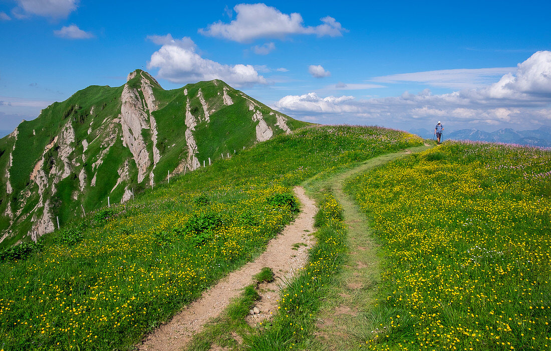 Hikers on hiking trail with flowers in the mountains of the Nagelfluhkette in summer, Allgäu Oberstaufen