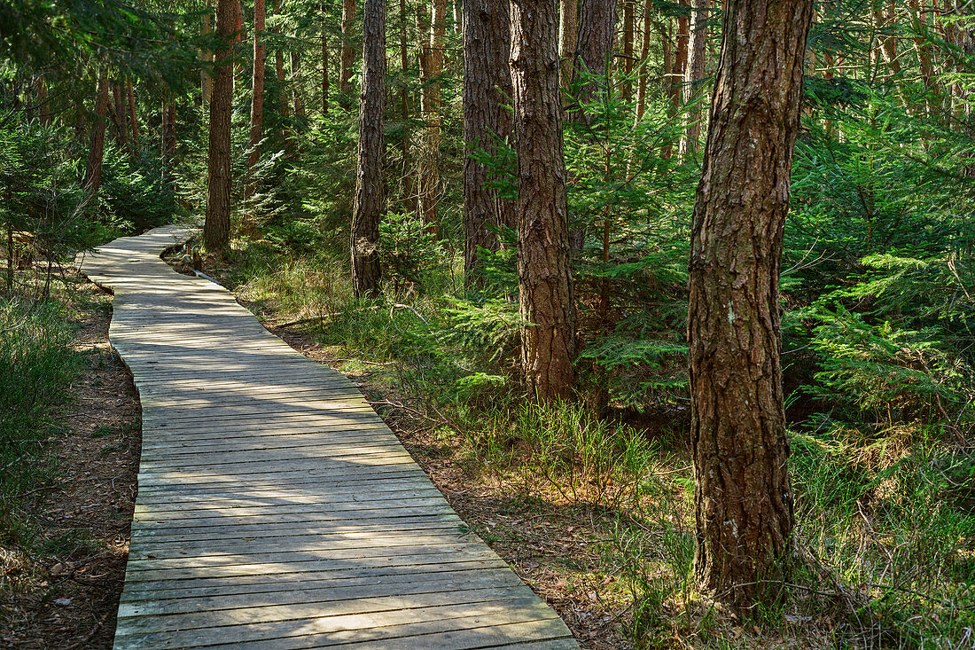 Wooden plank path leads through forest, Sterntaler Filz, Bavarian Alps, Upper Bavaria, Bavaria, Germany