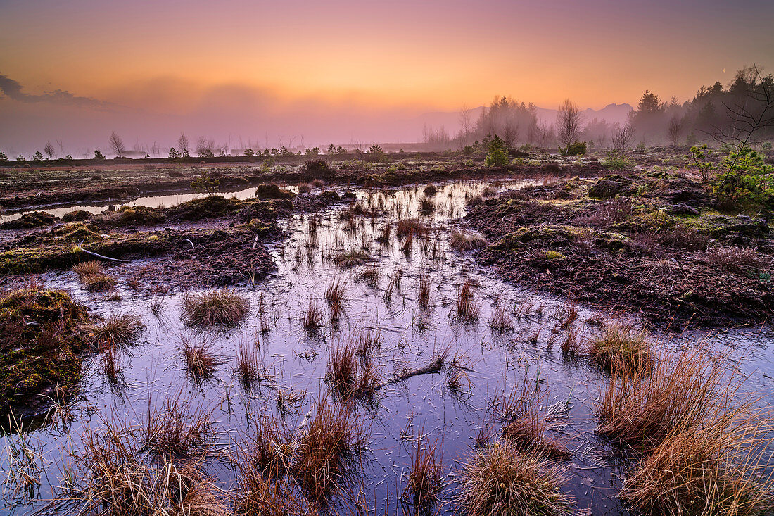 Foggy mood over renatured raised bog, Sterntaler Filz, Bavarian Alps, Upper Bavaria, Bavaria, Germany