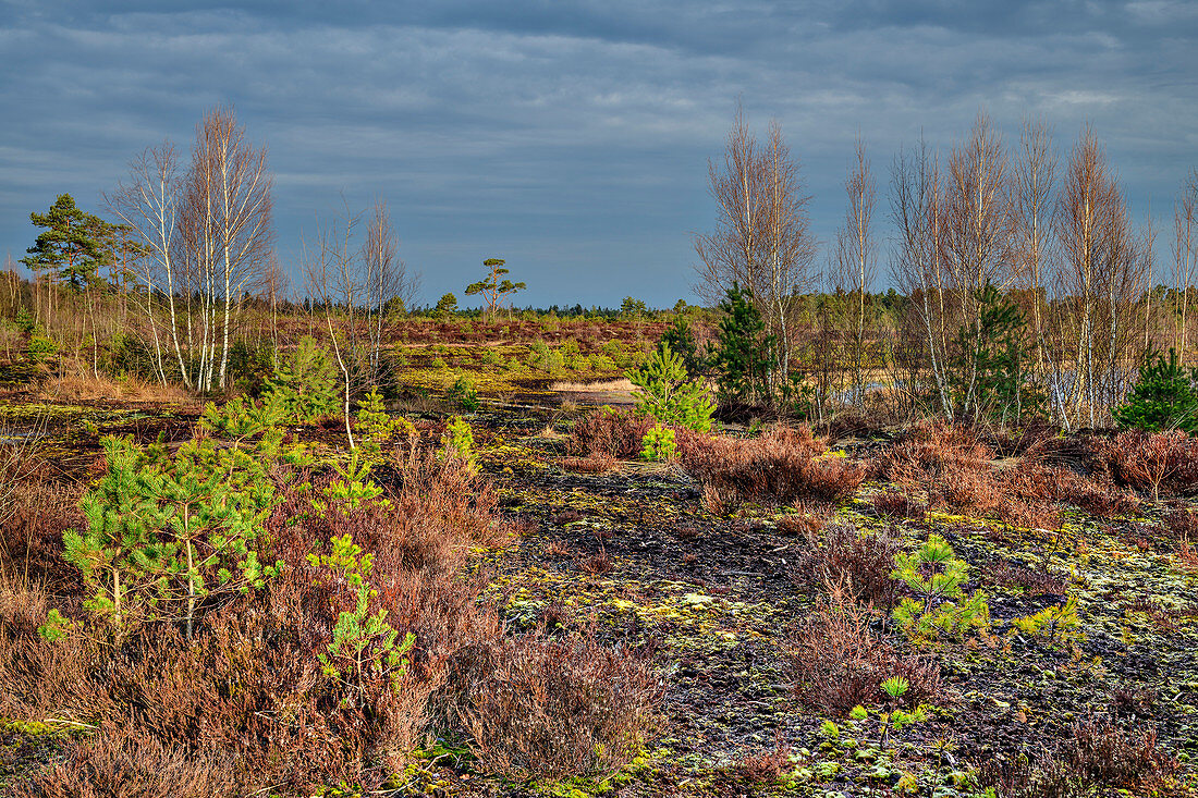 Birches and pines in renatured raised bog, Sterntaler Filz, Bavarian Alps, Upper Bavaria, Bavaria, Germany