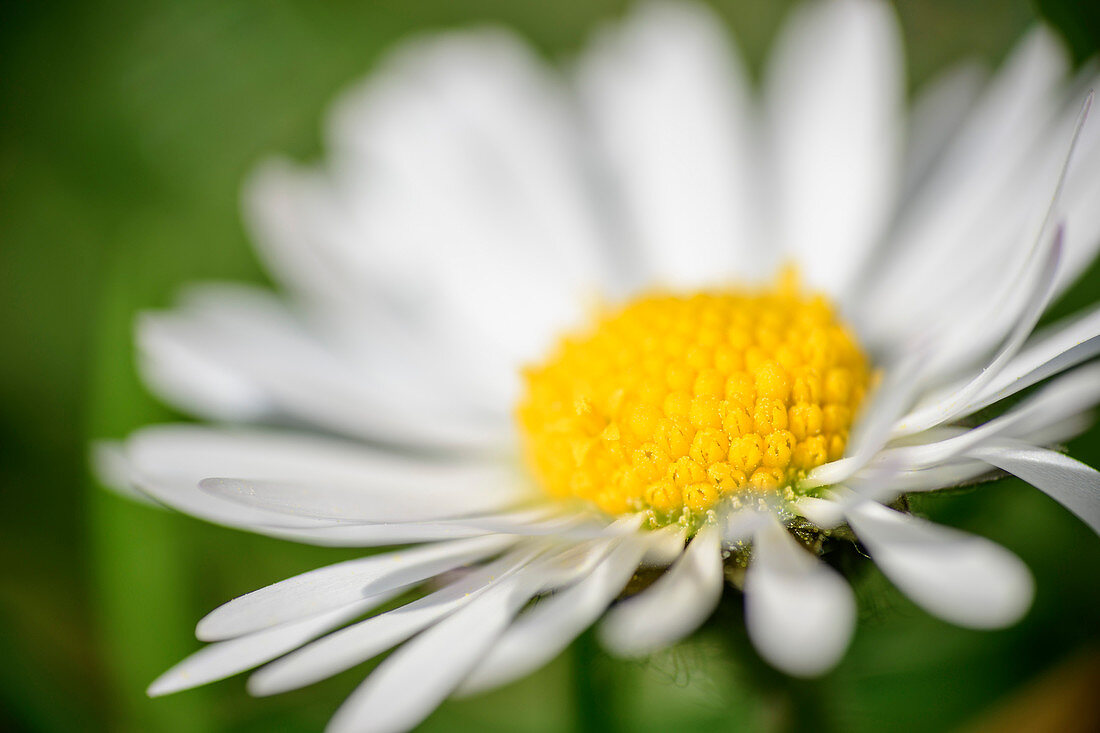 Blossom of a daisy, Bellis perennis, Chiemgau Alps, Upper Bavaria, Bavaria, Germany
