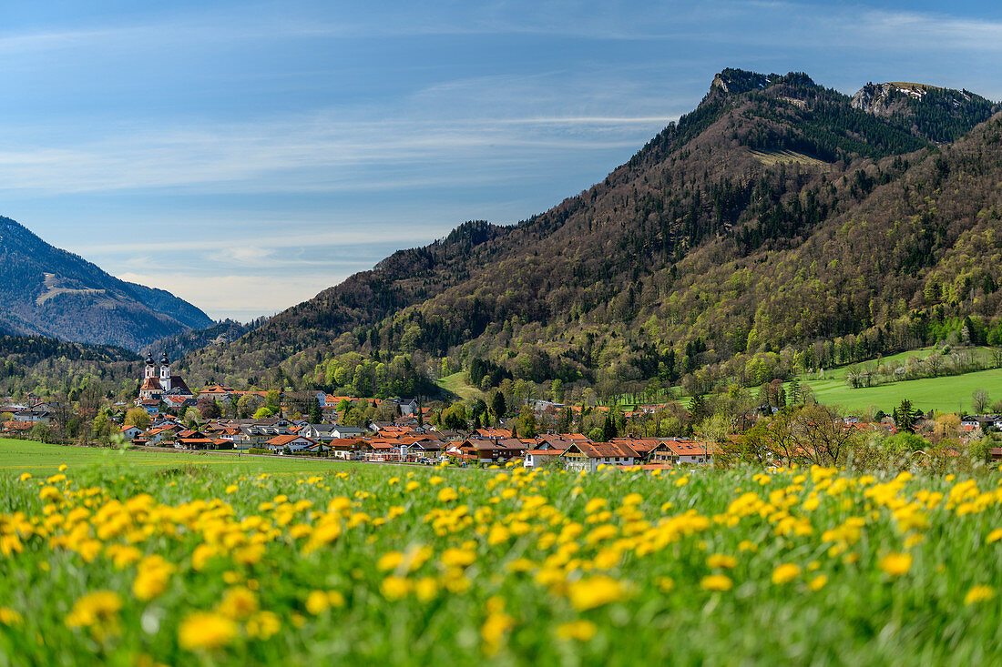 Löwenzahnwiese mit Aschau und Chiemgauer Alpen im Hintergrund, Aschau, Chiemgau, Oberbayern, Bayern, Deutschland