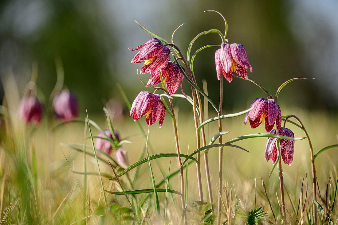 Pink blooming checkerboard flower, Fritillaria meleagris, Chiemseeradweg, Chiemgau, Upper Bavaria, Bavaria, Germany