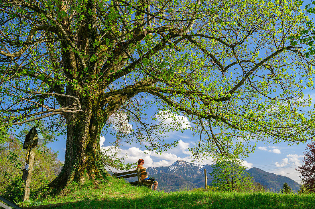 Frau beim Radfahren sitzt auf Bank und Linde, Chiemseeradweg, Chiemgau, Oberbayern, Bayern, Deutschland