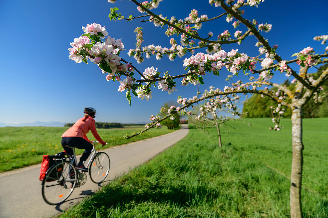 Frau fährt mit Rad an blühendem Apfelbaum vorbei, Benediktradweg, Oberbayern, Bayern, Deutschland