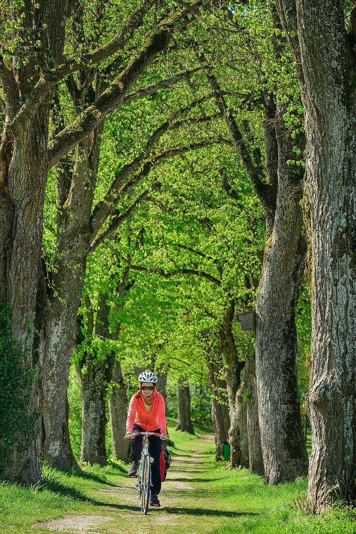 Woman rides a bicycle through Lindenallee, Tittmoning, Benediktradweg, Upper Bavaria, Bavaria, Germany