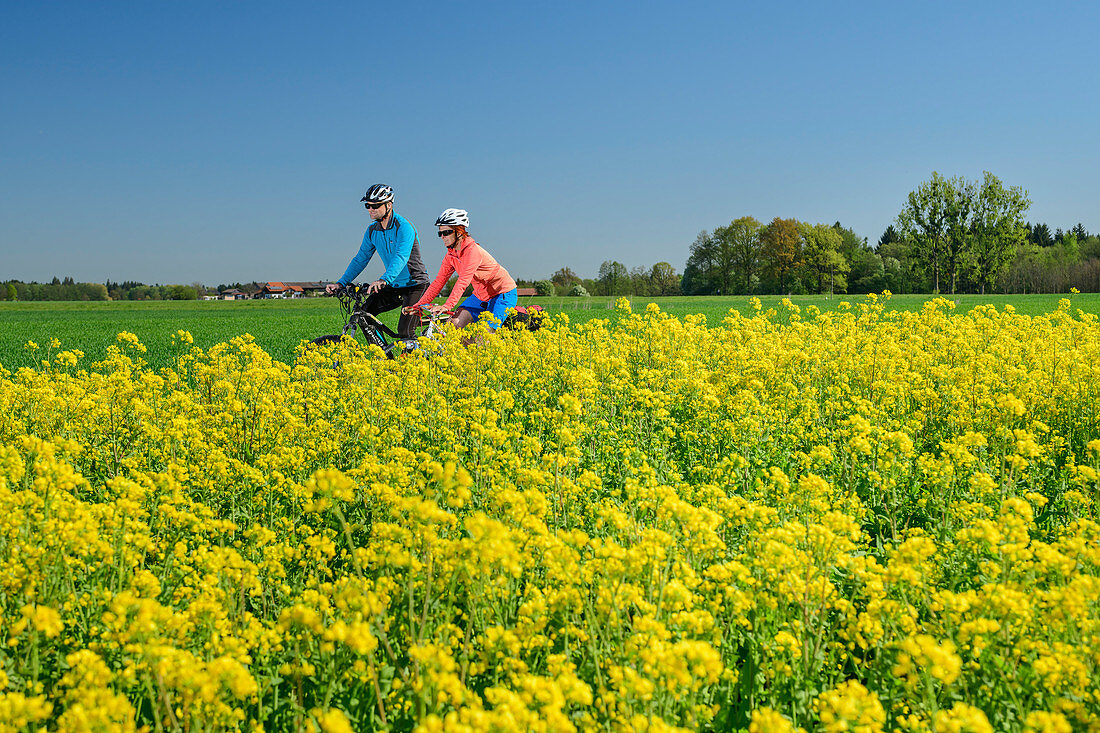 Woman and man cycling, blooming rapeseed field in the foreground, Brannenburg, Upper Bavaria, Bavaria, Germany