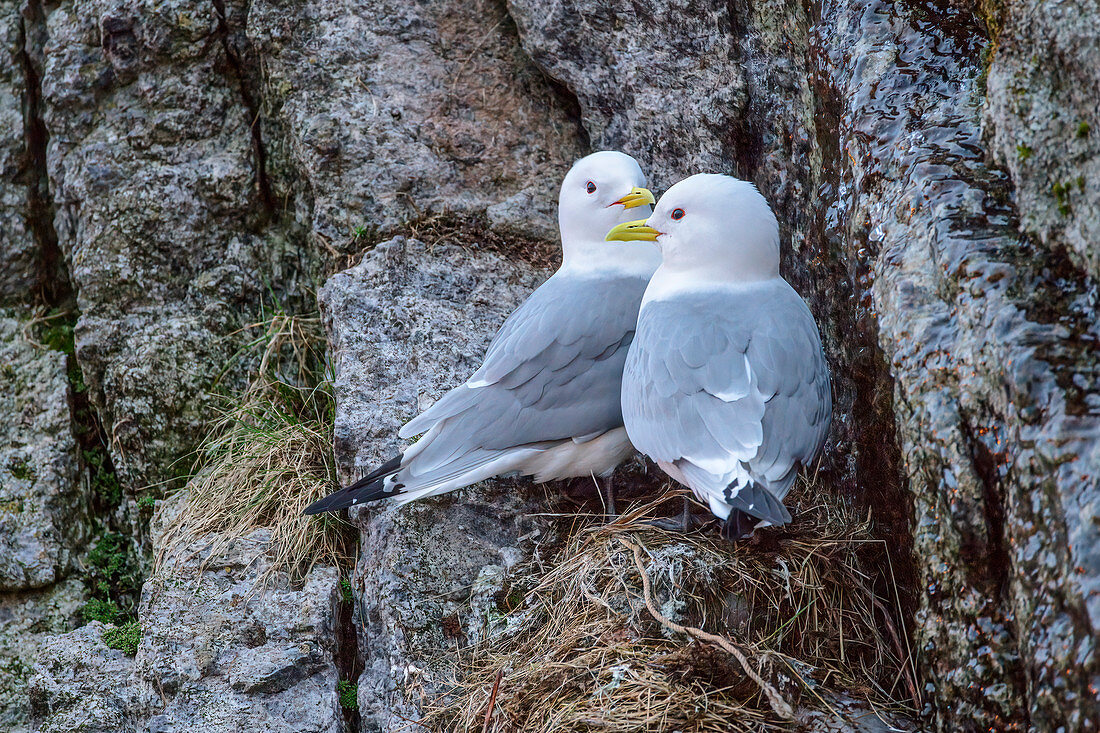 Zwei Möwen sitzen auf Felsabsatz, Lofoten, Nordland, Norwegen