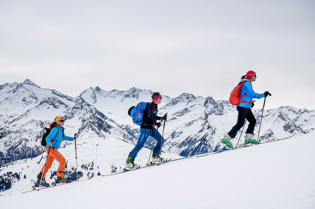 Three people on a ski tour ascend to the Ronachgeier, Zillertal Alps in the background, Ronachgeier, Kitzbüheler Alpen, Salzburg, Austria