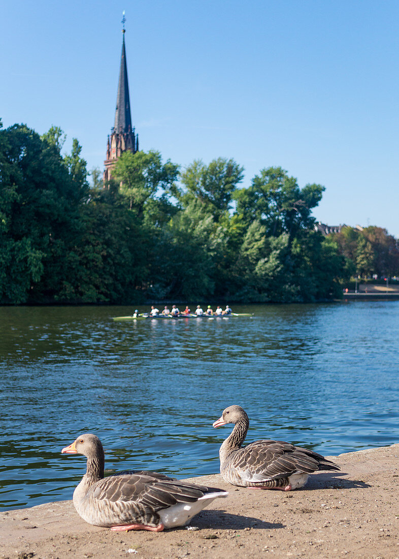 Geese on the banks of the Main in Frankfurt, Germany