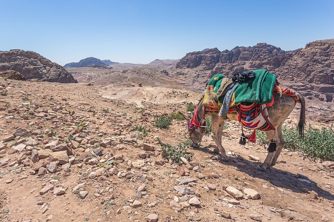 Esel grast in der Nähe des Hohen Opferplatz in Petra, Jordanien