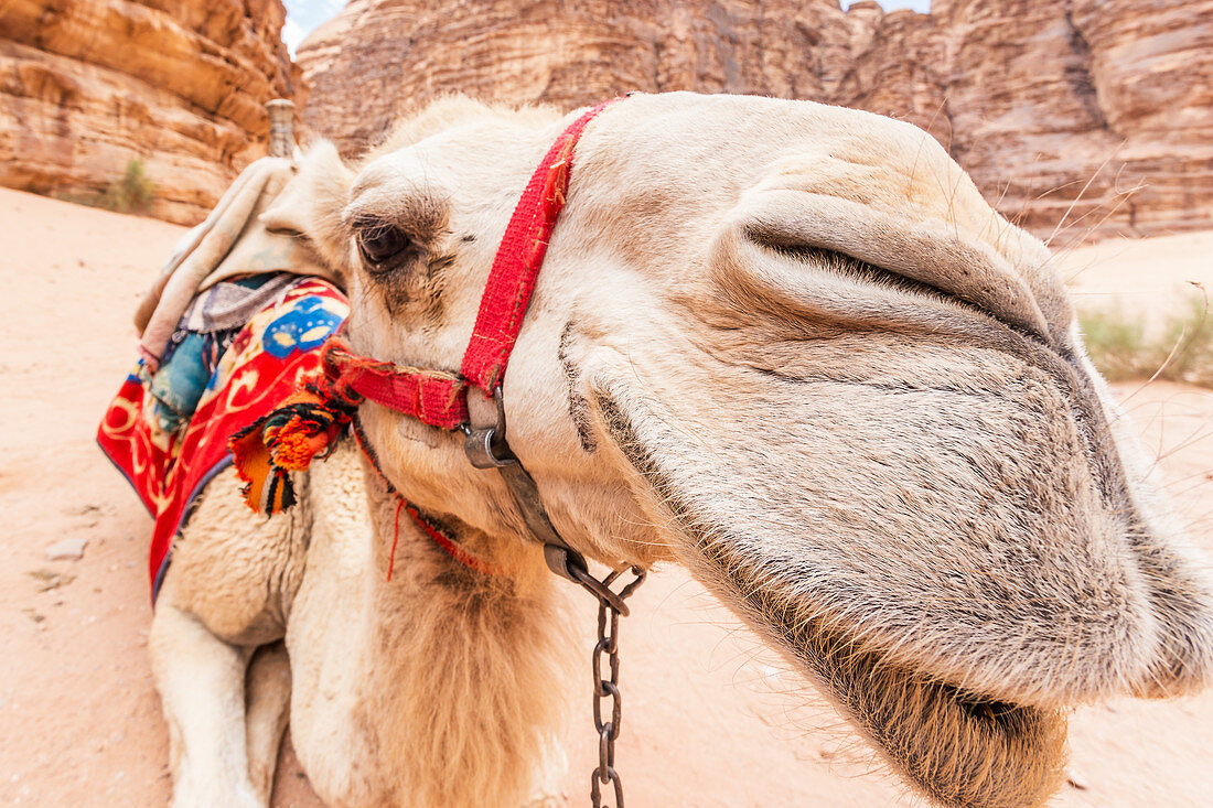 Portrait eines Kamels in der Wadi Rum Wüste, Jordanien