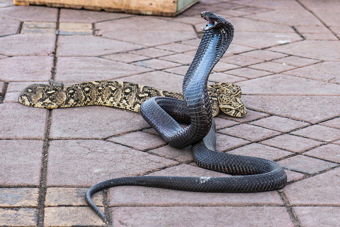 Black snake aggressive at Djemaa El Fna in Marrakech, Morocco