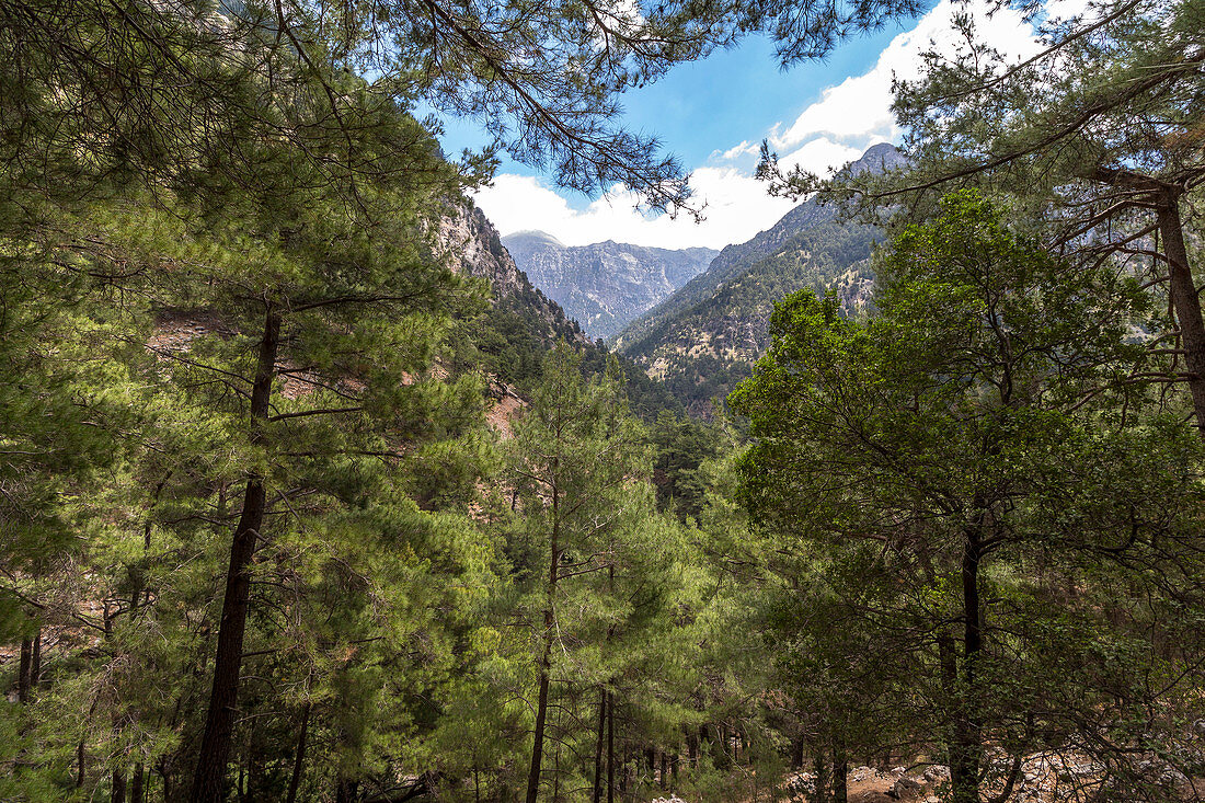Coniferous forest descending into the Samaria Gorge, West Crete, Greece
