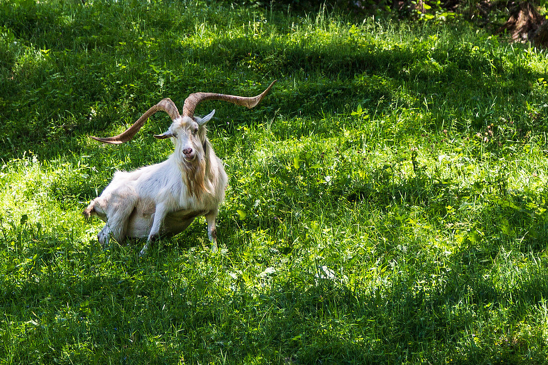 A billy goat with mighty horns