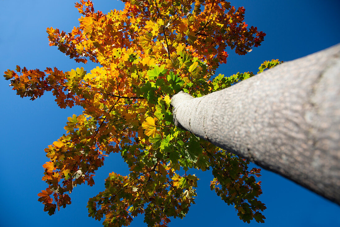 Der Blick nach oben auf die herbstlich gefärbten Blätter eines Laubbaumes