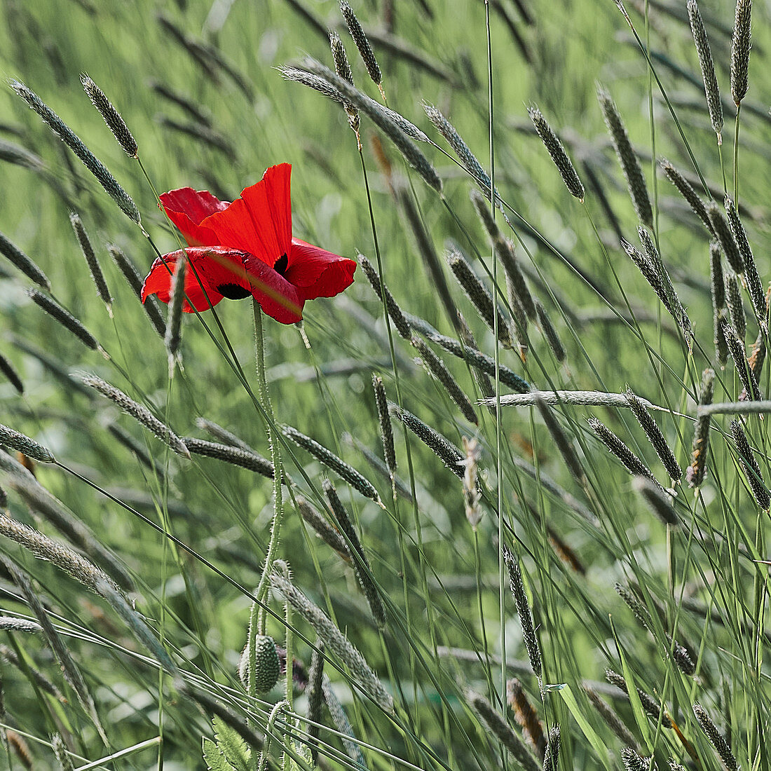 Corn poppy in the grass, Lower Saxony, Germany