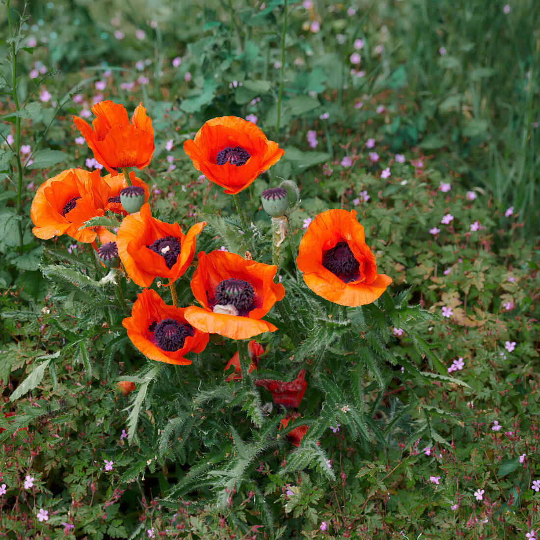 Poppy flowers in the field, Lower Saxony, Germany