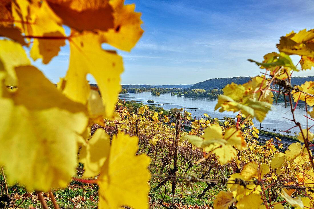 The Rhine with vineyards and Grafenwerth Island and Rolandsbogen, North Rhine-Westphalia, Germany