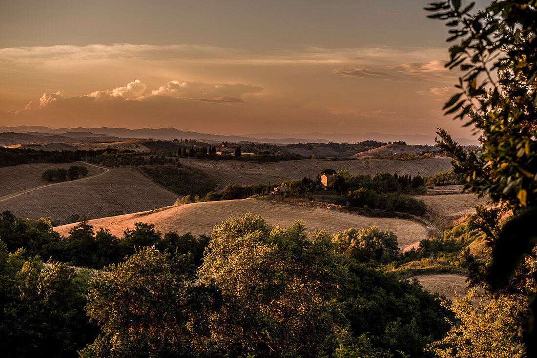 Hilly landscape in the evening light, Buonconvento, Tuscany, Italy