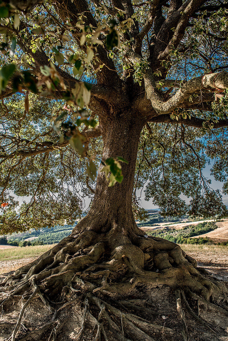 Old tree with roots, Buonconvento, Tuscany, Italy