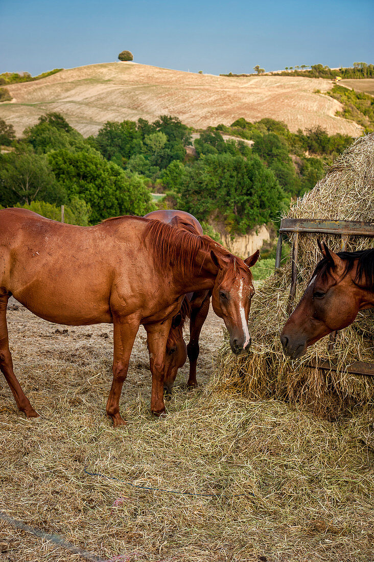 Pferde auf Pferdekoppel, Reiterferien, Buonconvento, Toskana, Italien