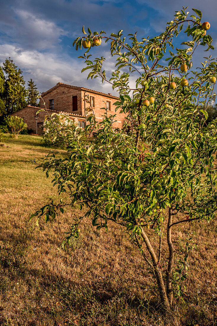 Apple tree with ripe fruit in front of a house, Buonconvento, Tuscany, Italy