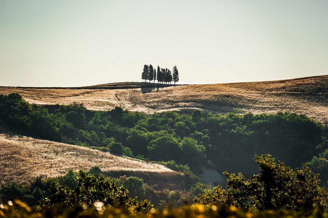 Baumgruppe auf einem Hügel, Buonconvento, Toskana, Italien