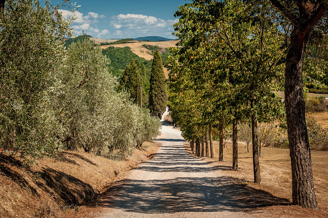 Avenue, Buonconvento, Tuscany, Italy