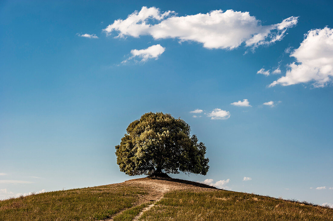 Lone tree on hill, Buonconvento, Tuscany, Italy