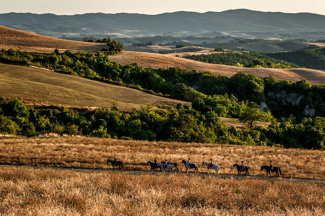 Reitergruppe bei abendlichem Ausritt in Hügellandschaft, Buonconvento, Toskana, Italien