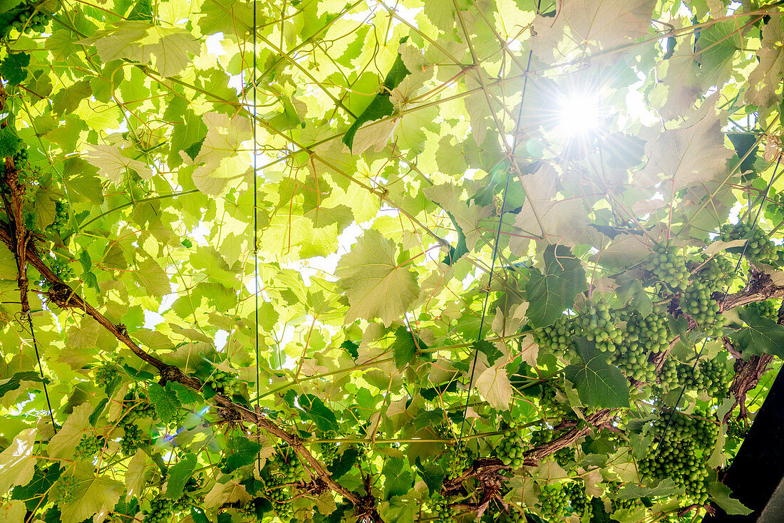 Sun shining through vine leaves, Italy
