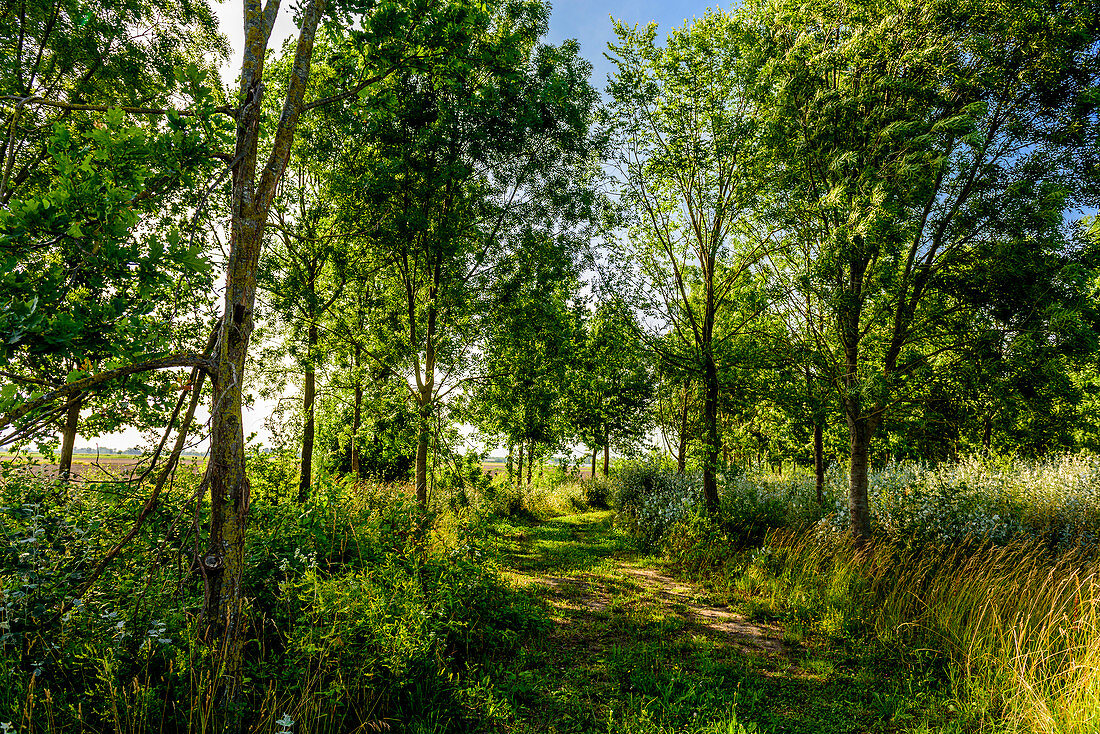 Green summer country lane in Italy