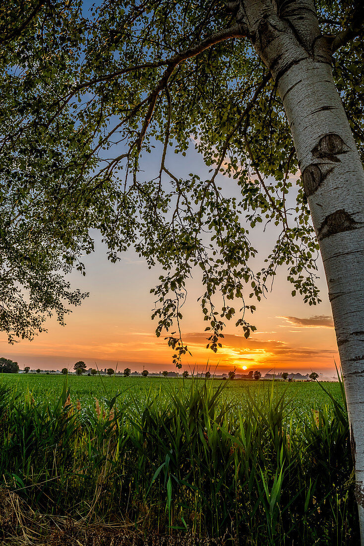 Feld im Sonnenuntergang in Venetien, Italien