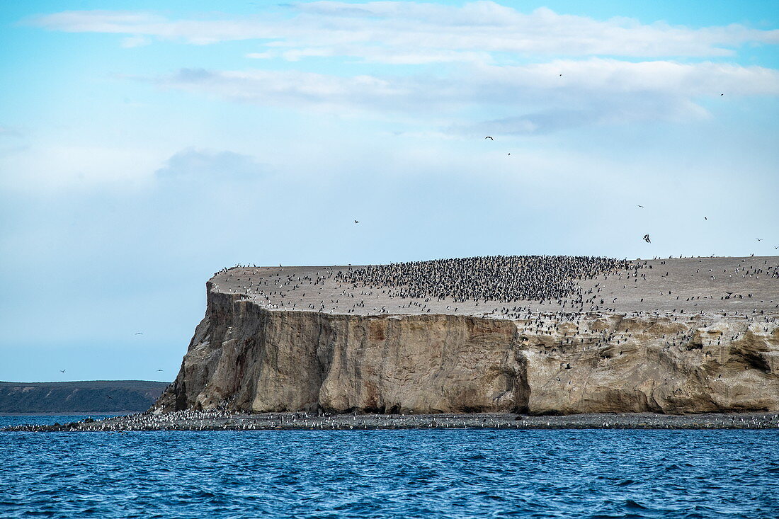 An island near Isla Magdalena with its huge colony of cormorants (Phalacrocoracidae) and South American (also Patagonian) sea lions (Otaria flavescens), Isla Magdalena, Magallanes y de la Antartica Chilena, Patagonia, Chile, South America