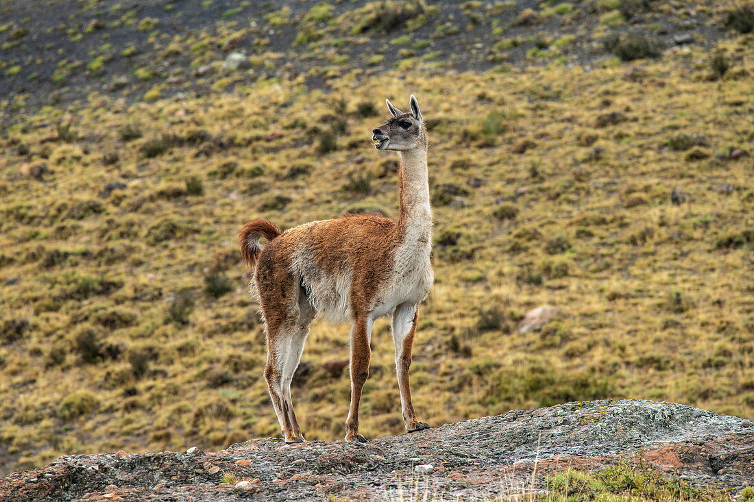 Ein aufmerksamer Guanaco (Lama guanicoe) blickt auf die Annäherung einer anderen Gruppe dieser Art, nahe Puerto Natales, Magallanes y de la Antartica Chilena, Patagonien, Chile, Südamerika