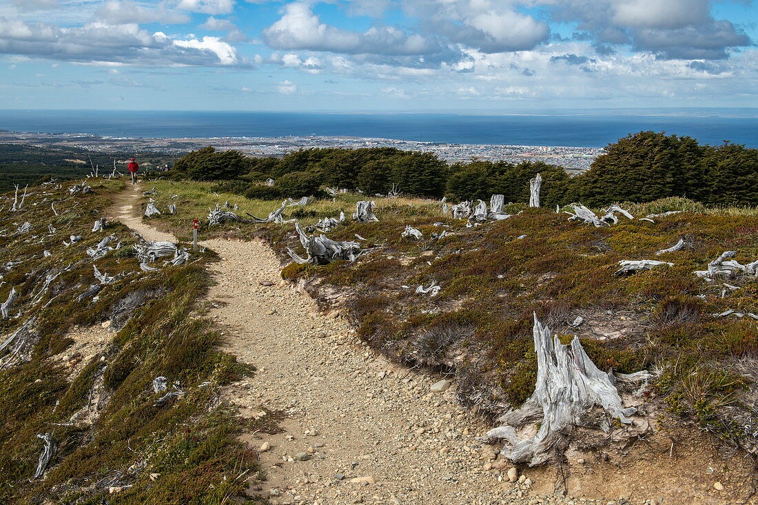Ein Feldweg kreuzt durch Unterholz in einem Hügelbereich, der mit knorrigen Baumstümpfen übersät ist, nahe Punta Arenas, Magallanes y de la Antartica Chilena, Patagonien, Chile, Südamerika