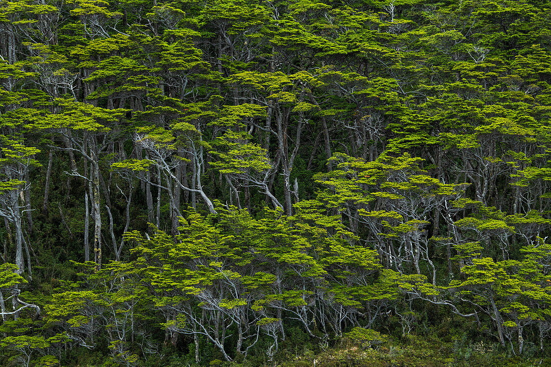 Detail des typischen windgepeitschten Waldes, der an den steilen Hängen nahe dem Garibaldi-Gletscher wächst, nahe Beagle-Kanal, Alberto de Agostini-Nationalpark, Magallanes y de la Antartica Chilena, Patagonien, Chile, Südamerika
