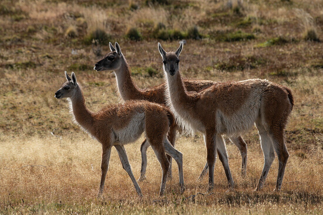 Drei Guanacos (Lama guanicoe) spitzen ihre Ohren und hören aufmerksam zu, Nationalpark Torres del Paine, Magallanes y de la Antartica Chilena, Patagonien, Chile, Südamerika