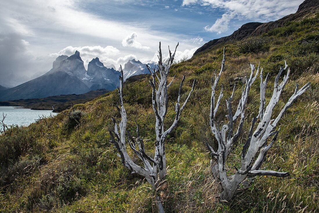 Skelettbaumstämme zeugen von dem Feuer, das vor einigen Jahren über diese Hänge fegte, mit den ikongraphischen "Türmen" des Bergmassivs im Hintergrund, Nationalpark Torres del Paine, Magallanes und der Antarktis Chilena, Patagonien, Chile, Südamerika