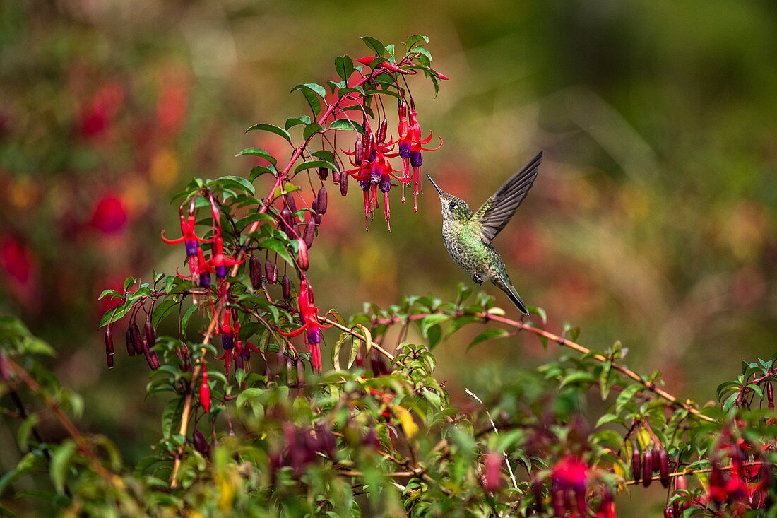 A green fire hummingbird (Sephanoides sephaniodes) approaches bright red flowers in search of nectar, Caleta tortel, Capitán Prat, Patagonia, Chile, South America