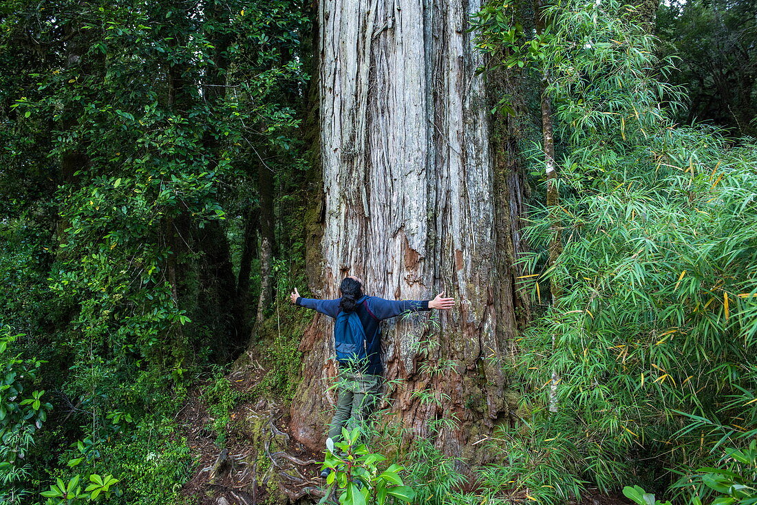 Eine Person steht mit ausgebreiteten Armen an der Basis eines massiven Baumstamms (wahrscheinlich Fitzroya cupressoides), umgeben von Vegetation, nahe Chalten, Chile, Patagonien, Chile, Südamerika