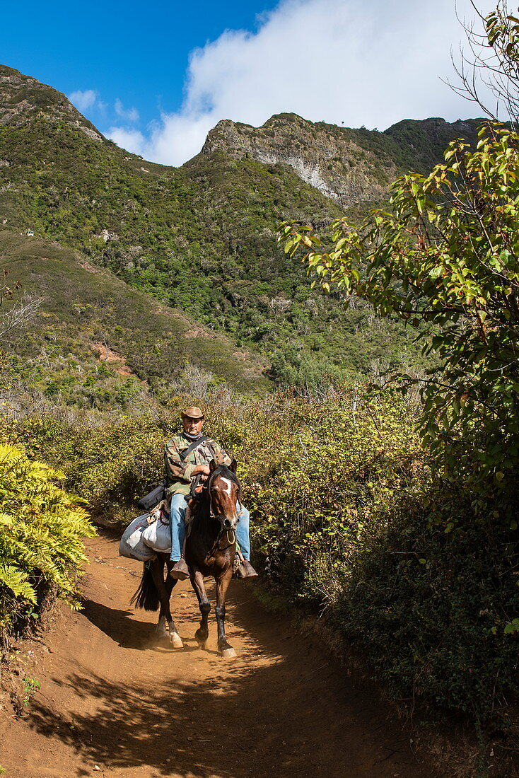 Ein Mann zu Pferd und mit Cowboyhut reitet auf einem Feldweg mit hohen, mit Gestrüpp bedeckten Graten im Hintergrund, Robinson Crusoe Island, Juan Fernández-Inseln, Chile, Südamerika