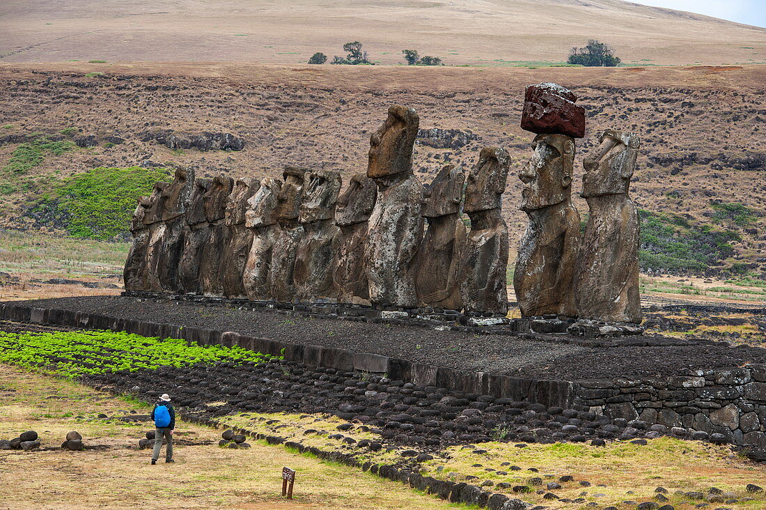 Winzig erscheinender Mensch vor Gruppe von Moais (Steinstatuen) aus den Jahren 1250 bis 1500, die auf Zeremonienstein oder Ahu stehen, Rapa Nui, Osterinsel, Chile