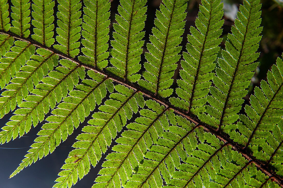 Backlit photo of a fern frond, Fiordland National Park, South Island, New Zealand