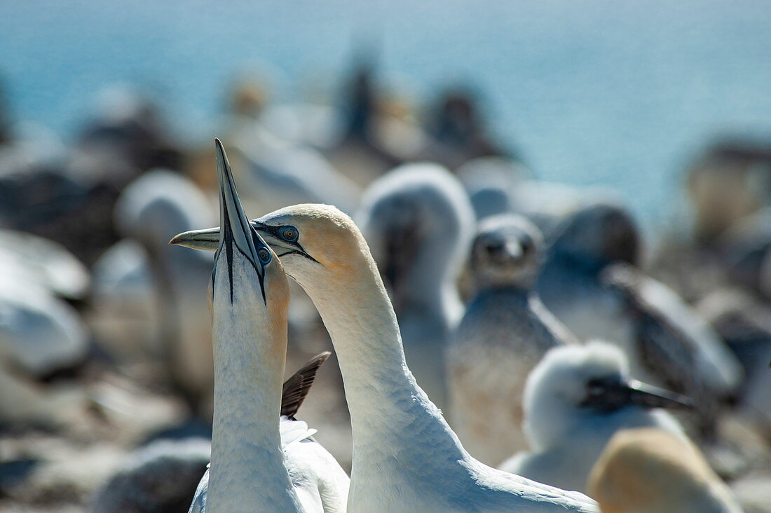 Zwei australasiatische Tölpel (Morus serrator) turteln miteinander in der Cape Kidnappers Kolonie, nahe Napier, Hawkes Bay, Nordinsel, Neuseeland