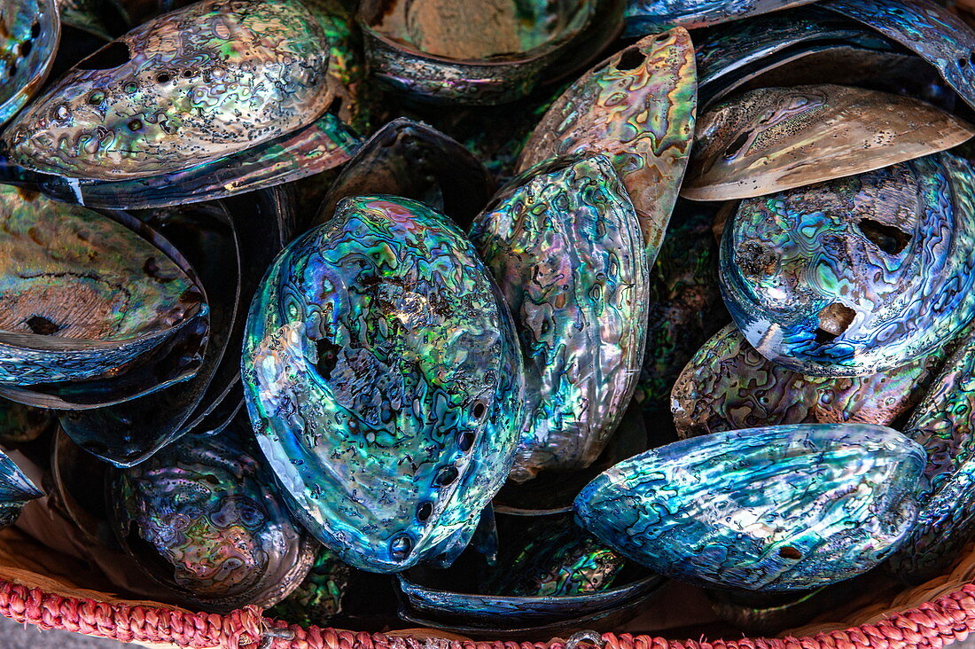 A basket full of paua (abalone) shells glows with intense colors, Kaikoura, South Island, New Zealand