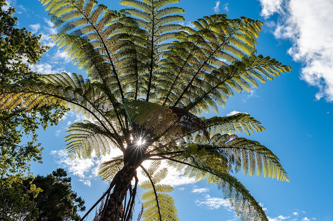 Backlit view of a tree fern (Sphaeropteris) against a mostly blue sky, Bay of Islands, North Island, New Zealand