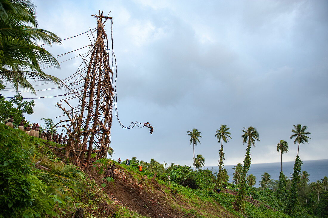 Ursprüngliches Bungee Springen: Junger Mann springt von hölzernem Turm nur an Lianen befestigt, Pentecost Island, Torba, Vanuatu, Südpazifik