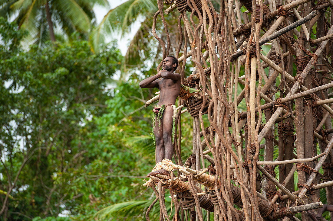 Ursprüngliches Bungee Springen: Junger Mann springt von hölzernem Turm nur an Lianen befestigt, Pentecost Island, Torba, Vanuatu, Südpazifik